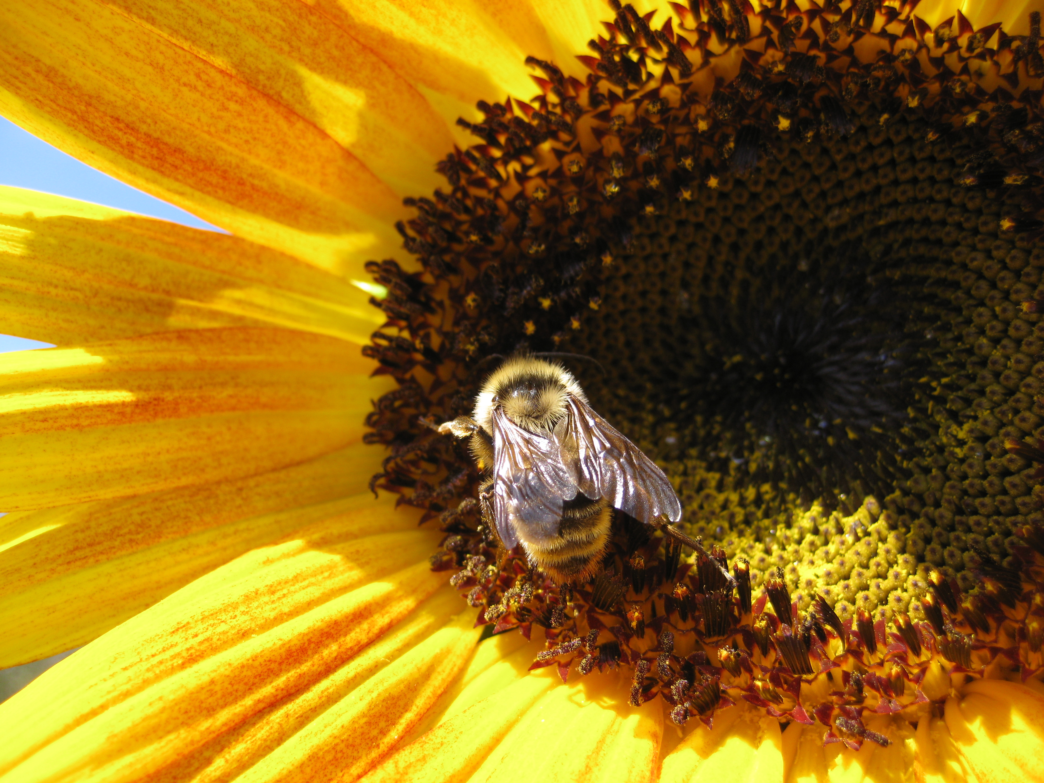 Ecology current research figure